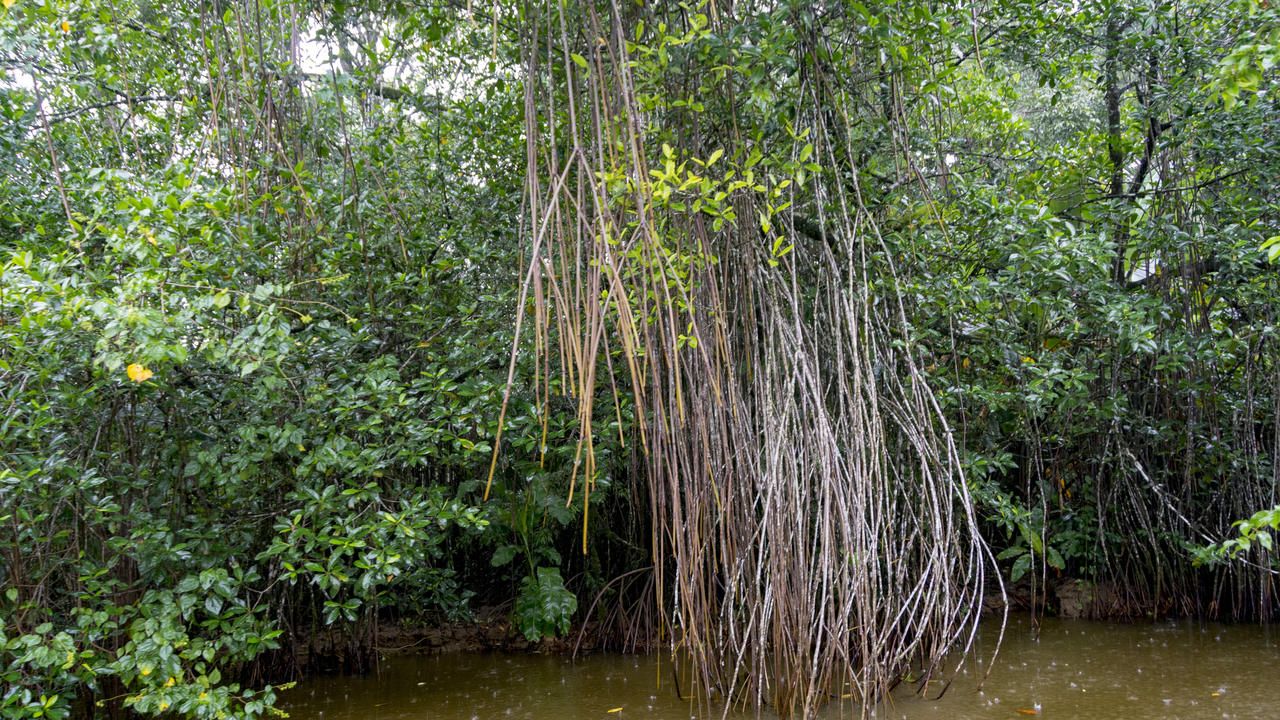 20171230 015   Tortuguero National Park, Puerto Limon, Limon, Costa Rica